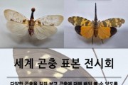 인천나비공원서 '세계 곤충 표본 전시회' 개최