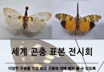 인천나비공원서 '세계 곤충 표본 전시회' 개최