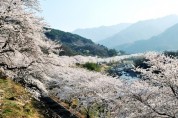 '제26회 화개장터 벚꽃축제'와 함께 해 '봄'