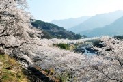 '제26회 화개장터 벚꽃축제'와 함께 해 '봄'