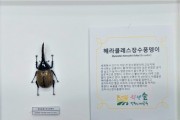 인천나비공원서 '희귀곤충 표본 전시회' 진행