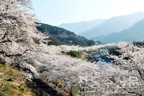 '제26회 화개장터 벚꽃축제'와 함께 해 '봄'.jpg