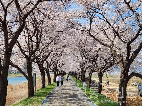 2024 보은 벚꽃길 축제 29일 개막.jpg
